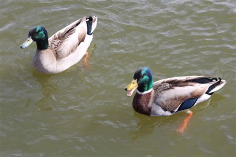 south dakota nonresident waterfowl|South dakota Nonresident Waterfowl .